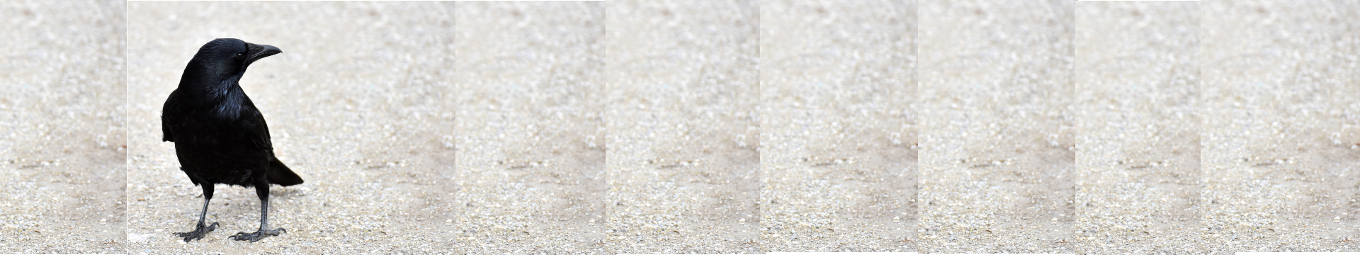 Raven walking on sand.